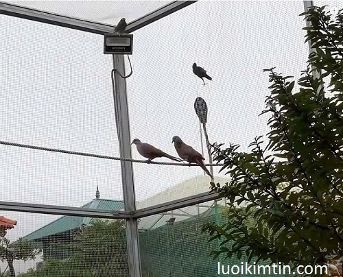 Avi chim là gì? Nhiều người vẫn chưa hiểu về loại hình lồng chim mở rộng này